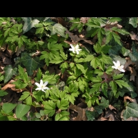 Fraise des bois (1)